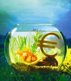 akuarium dengan ikan mas untuk menarik uang